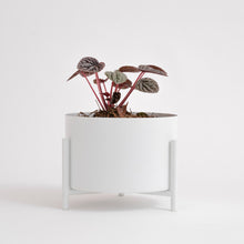 Cargar imagen en el visor de la galería, Maceta HUESO